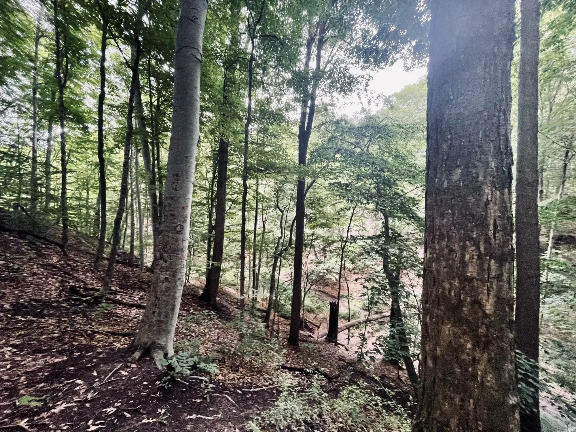 allendale - Zack Klimek timeline photo from 2021-06-19